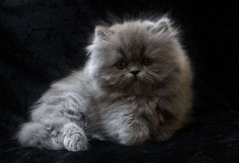 Персидская кошка котята
