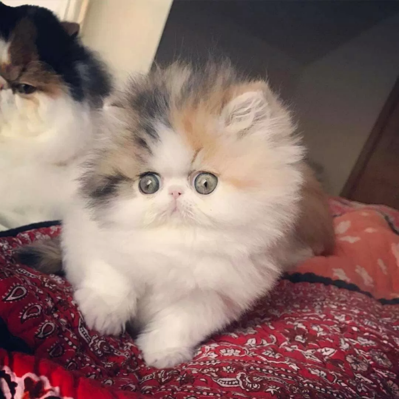 Персидские котята
