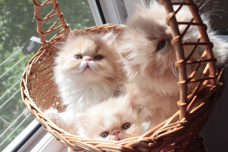 Персидские котята персидские котята