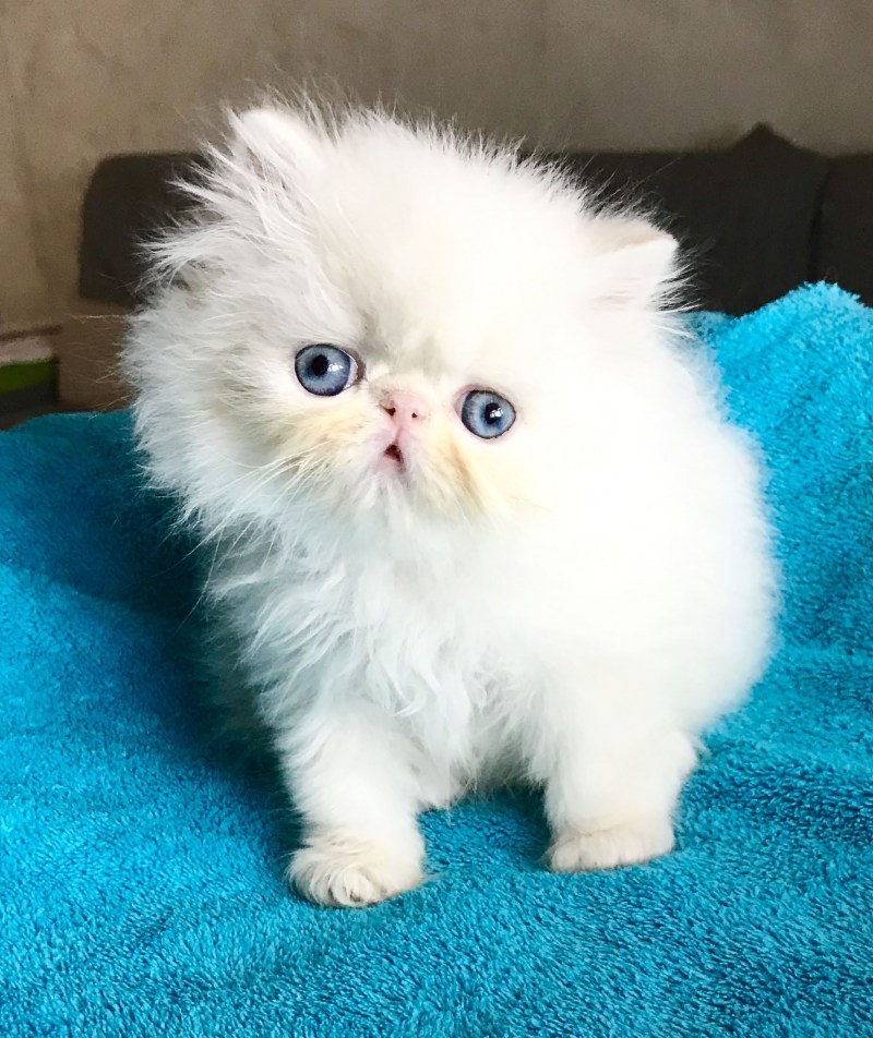 Персидские котята