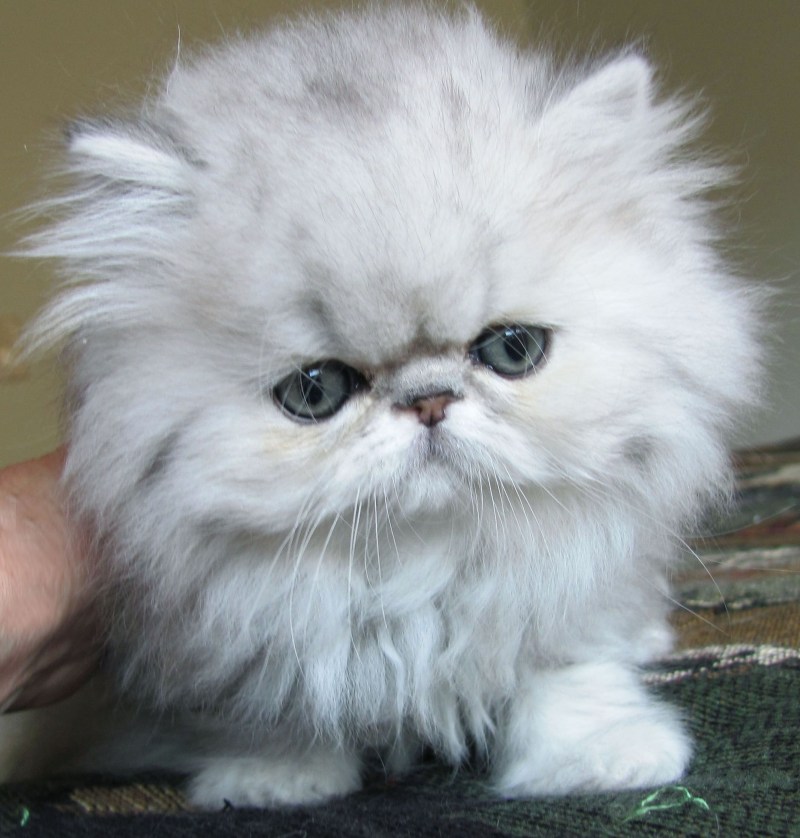 Персидские котята персидские котята