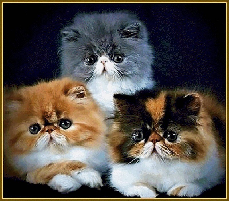 Персидский кот