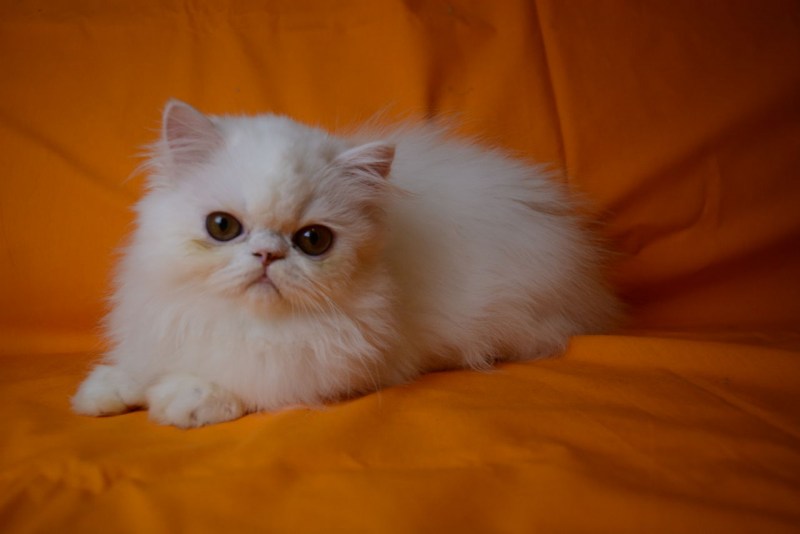 Персидская кошка экстремал
