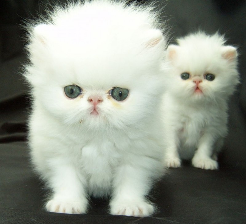 Персидская кошка котята