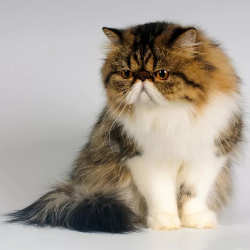 Персидская кошка