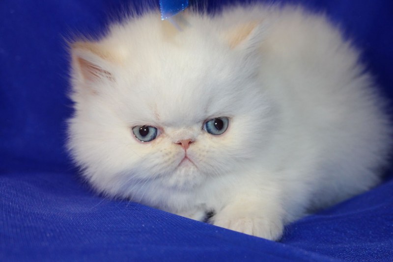 Персидский кот