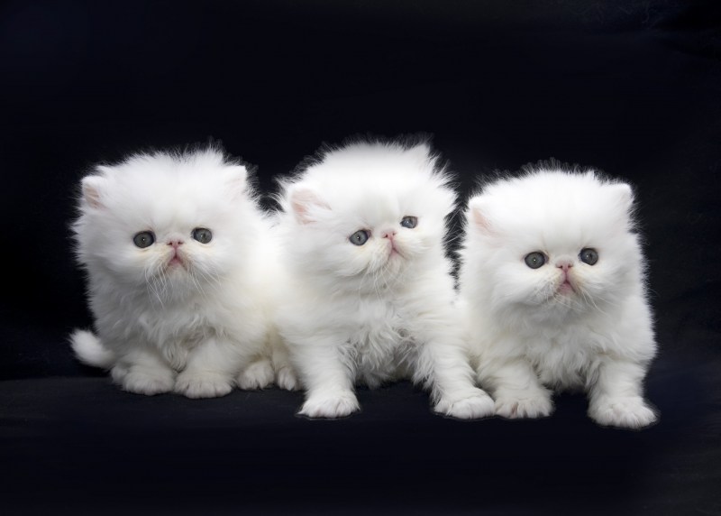 Персидская кошка котята