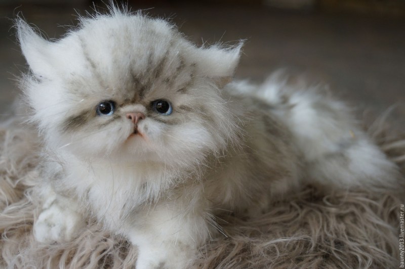 Милые персидские кошки