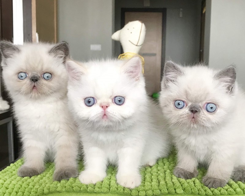Котята экзоты