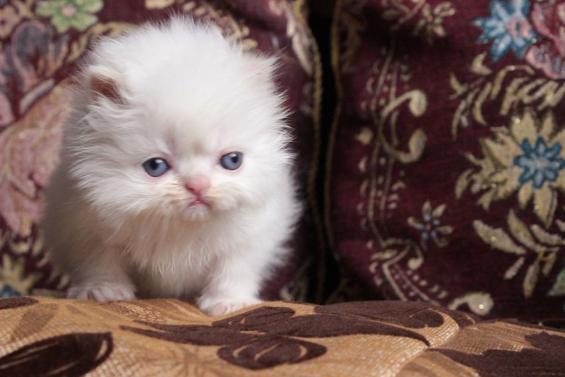 Персидские котята