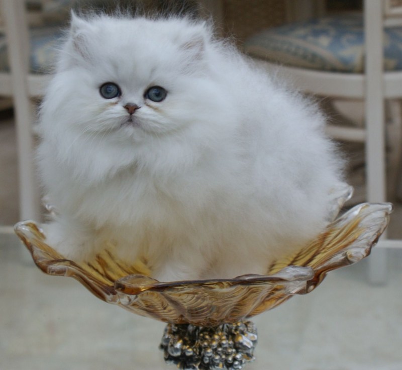 Персидская шиншилла