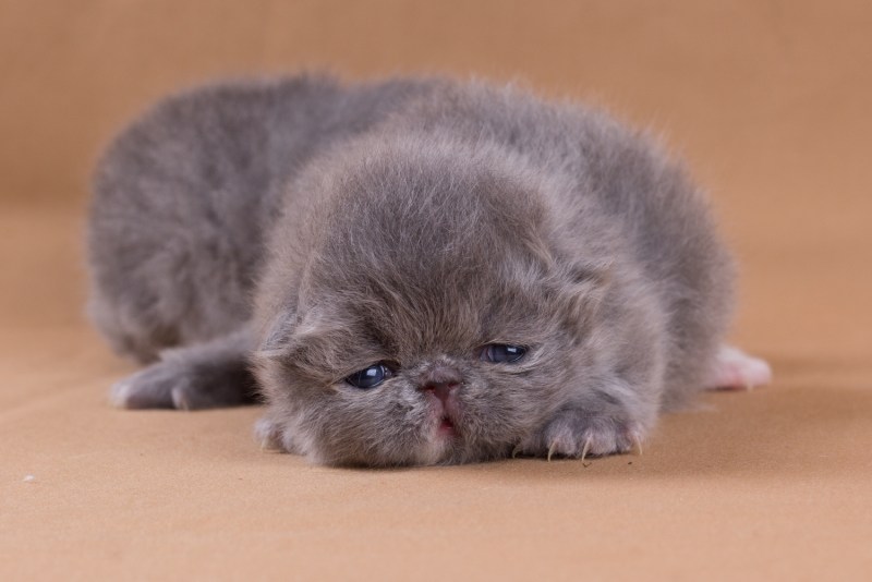 Персидский вислоухий кот