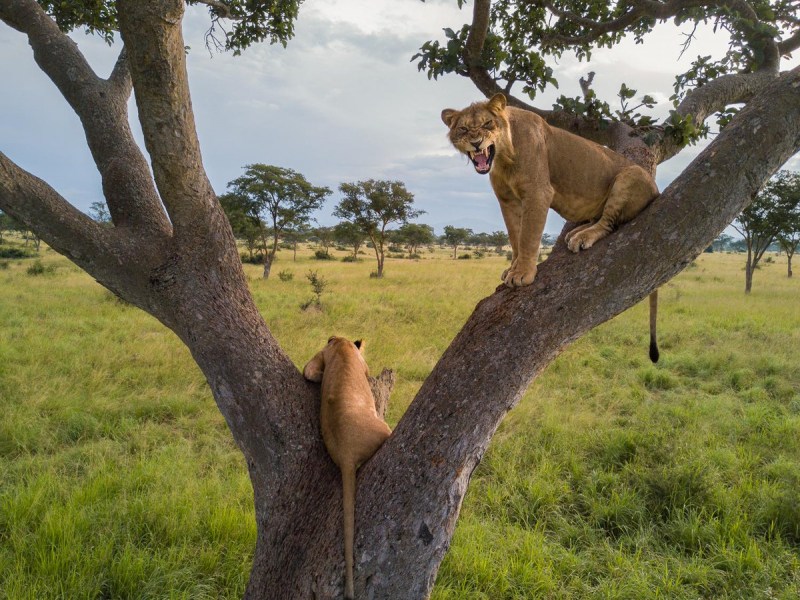 Tree Climbing Lions: Return to Uganda) {д/ф, 2021}