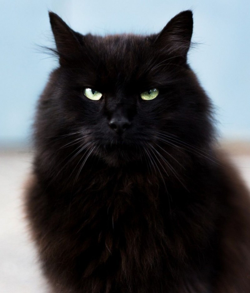 Сибирские коты черные