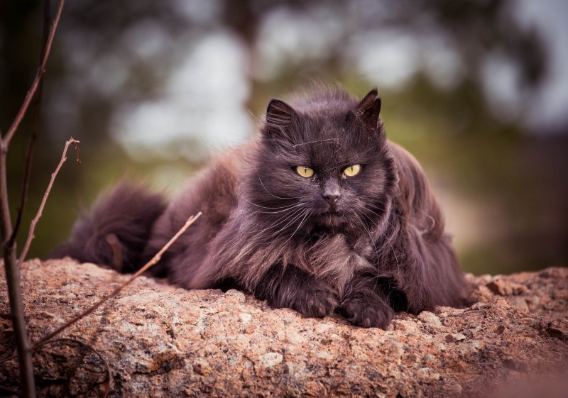 Сибирский длинношерстный кот