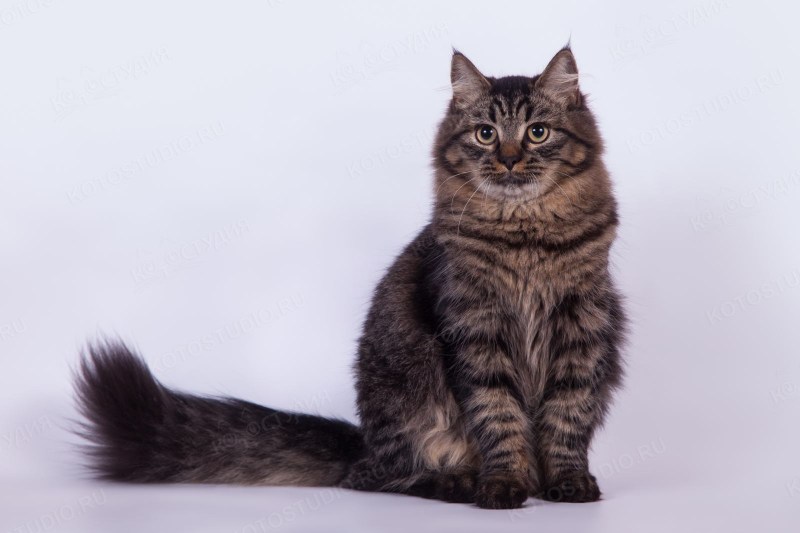 Чёрный Мэнкс и котенок