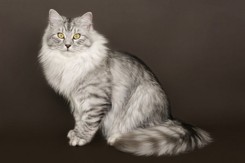 Сибирский Бухарский кот
