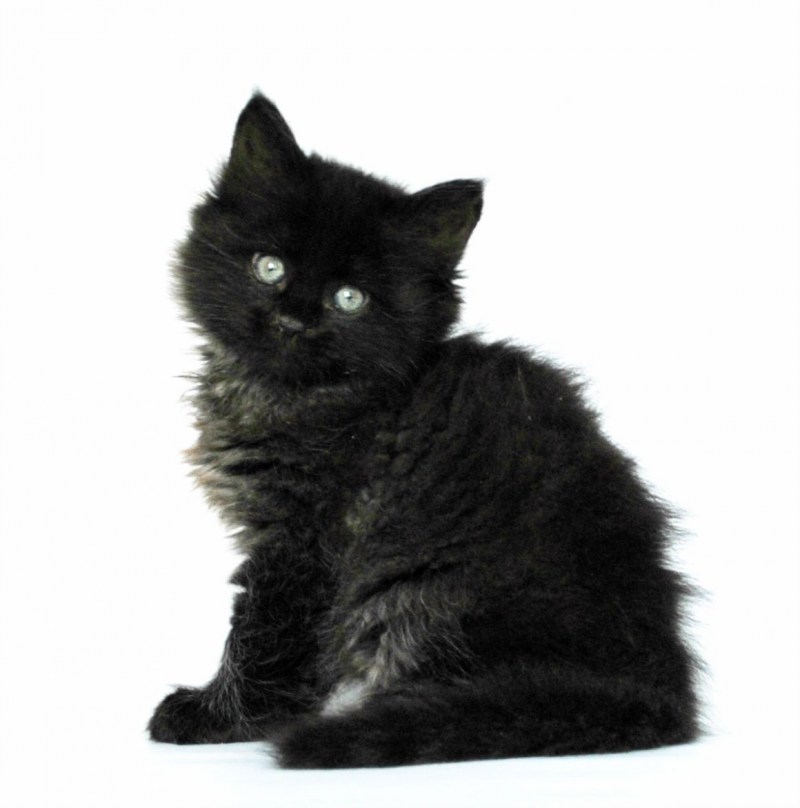 Норвежская Лесная кошка черная