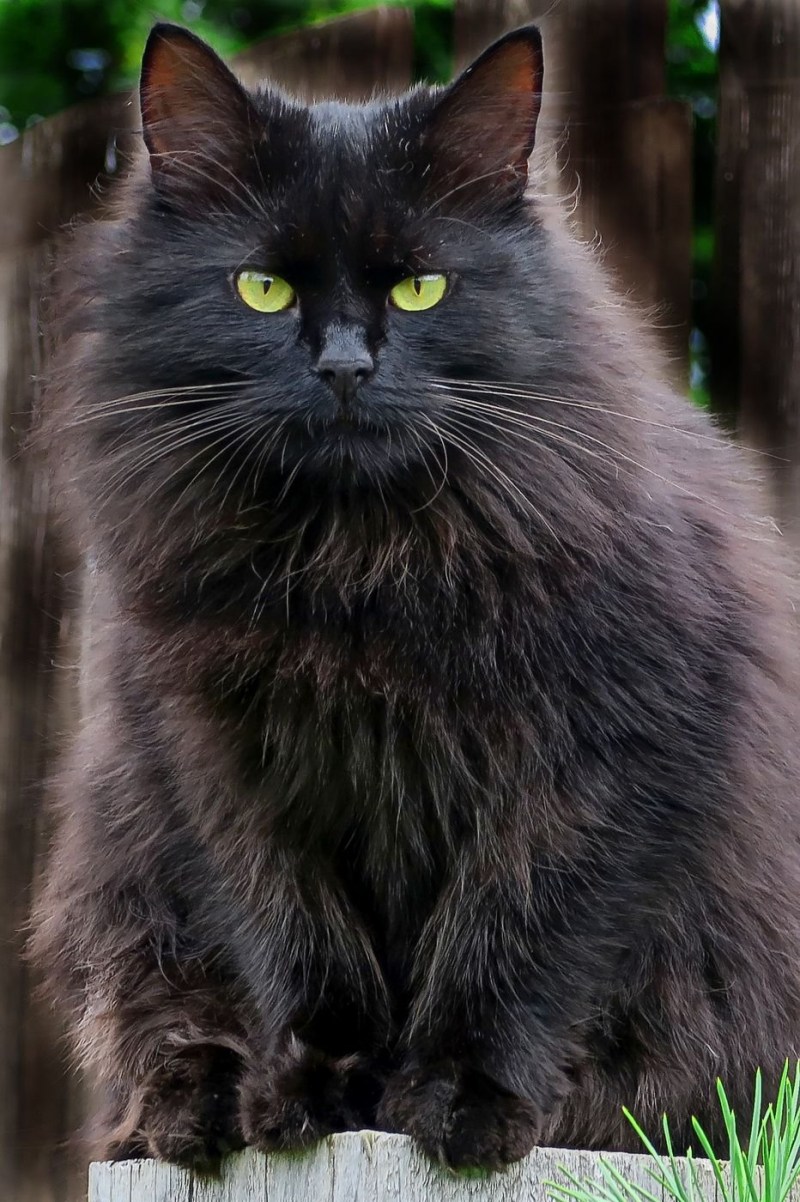 Бухарская кошка чёрная