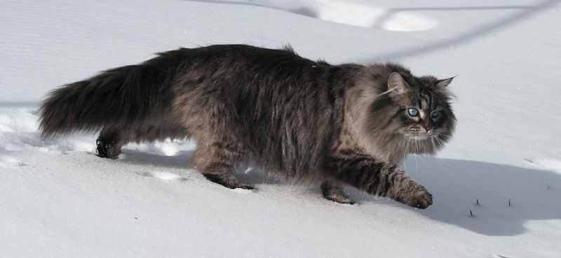 Черная пушистая кошка
