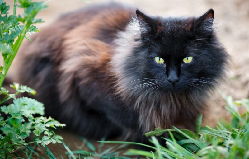 Сибирский длинношерстный кот