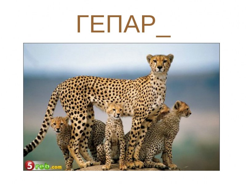 Гепард леопард Ягуар