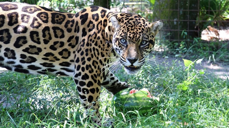 Leopard vs Gepard