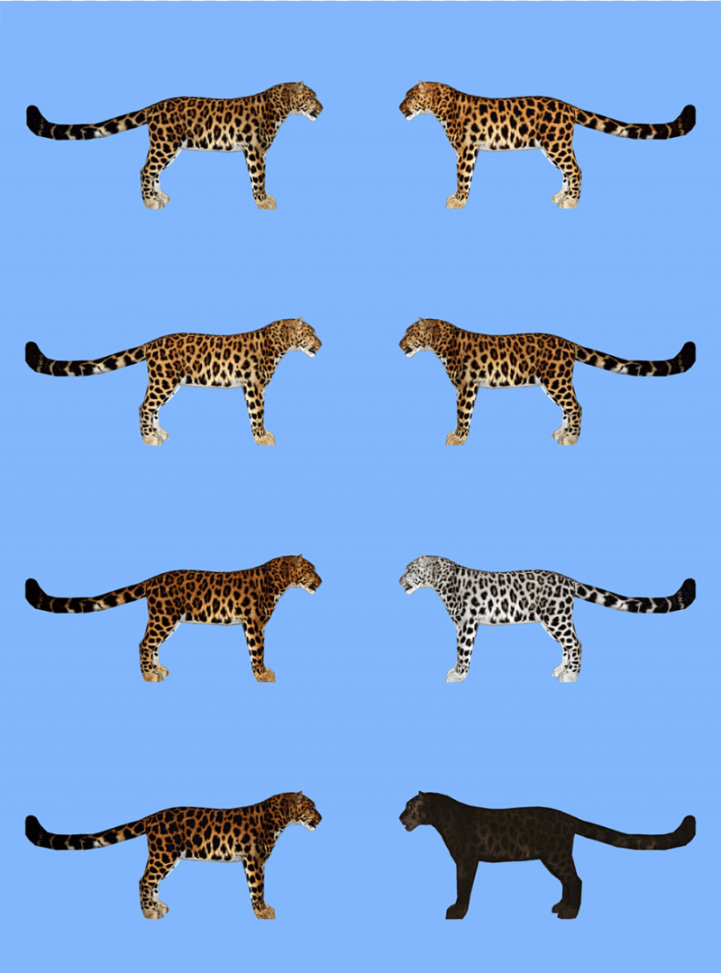 Гепард леопард Ягуар. Ягуар гепард и леопард различия. Ягуар леопард гепард отличия. Гепард леопард и Ягуар разница.