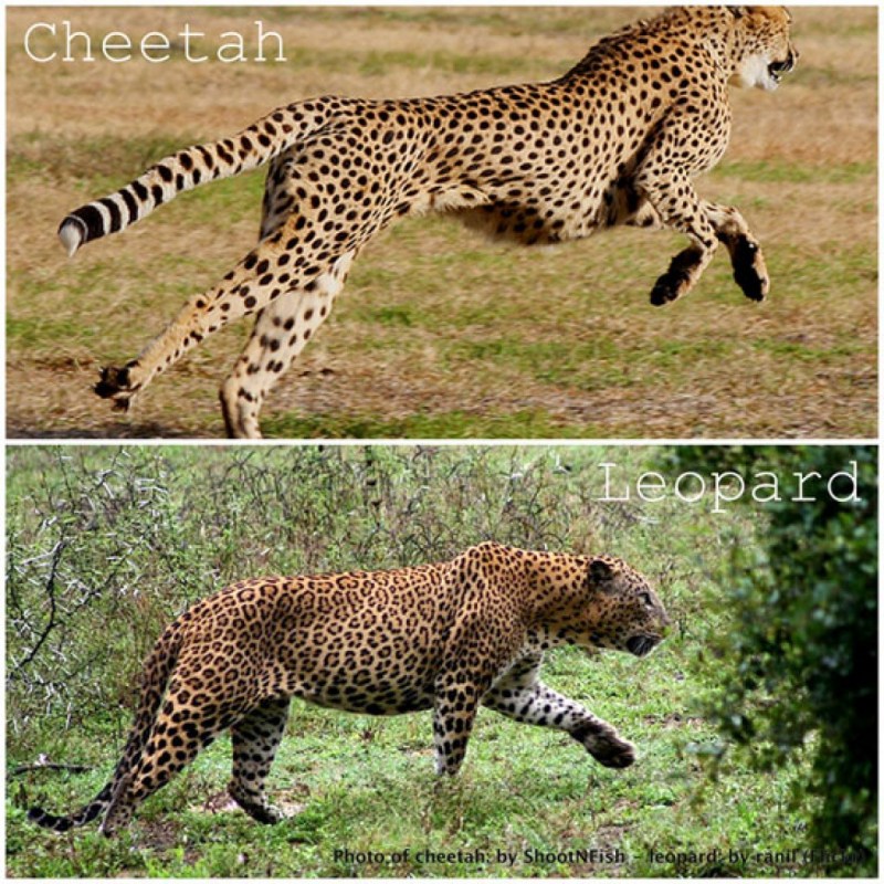 Леопард гепард ягуар пантера отличия
