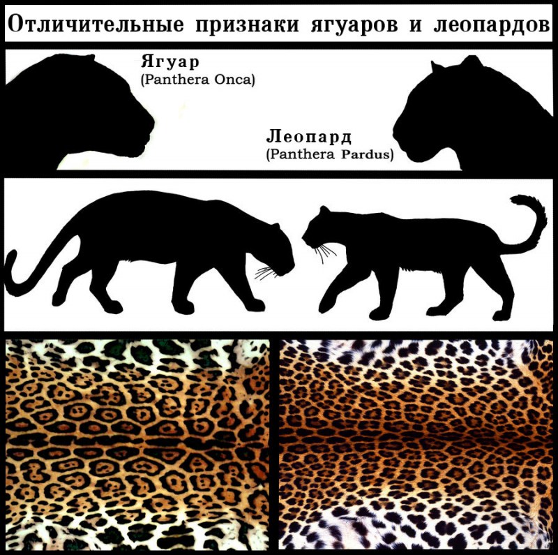 Отличия ягуара от леопарда