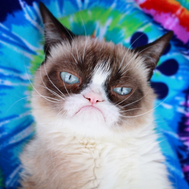 Кот Грампи Grumpy Кэт