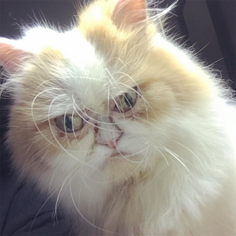 Недовольный кот