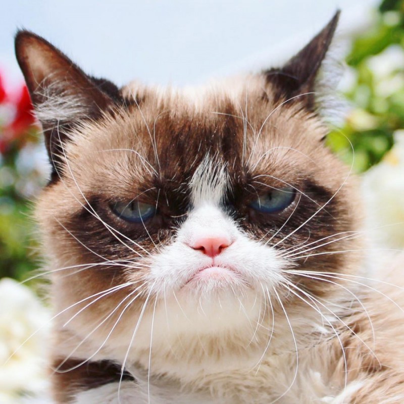Сердитый кот Grumpy Cat
