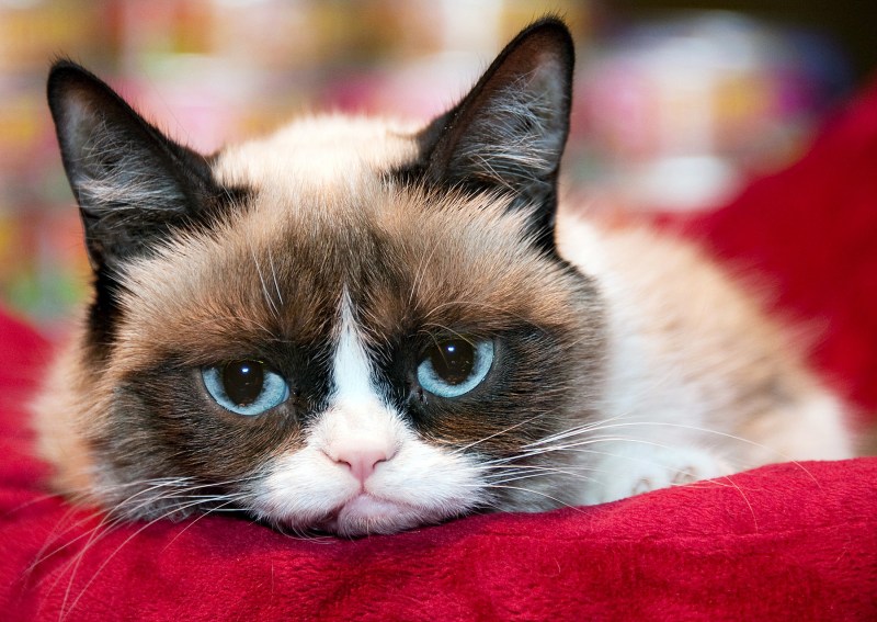 Сердитый кот Grumpy Cat