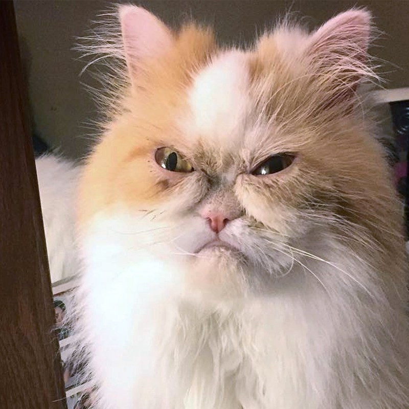 Хмурые коты