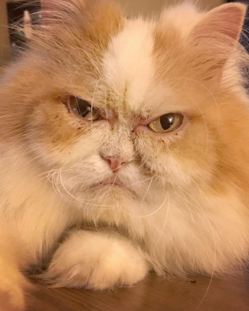 Недовольный кот