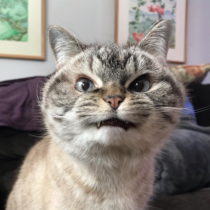 Злая кошка