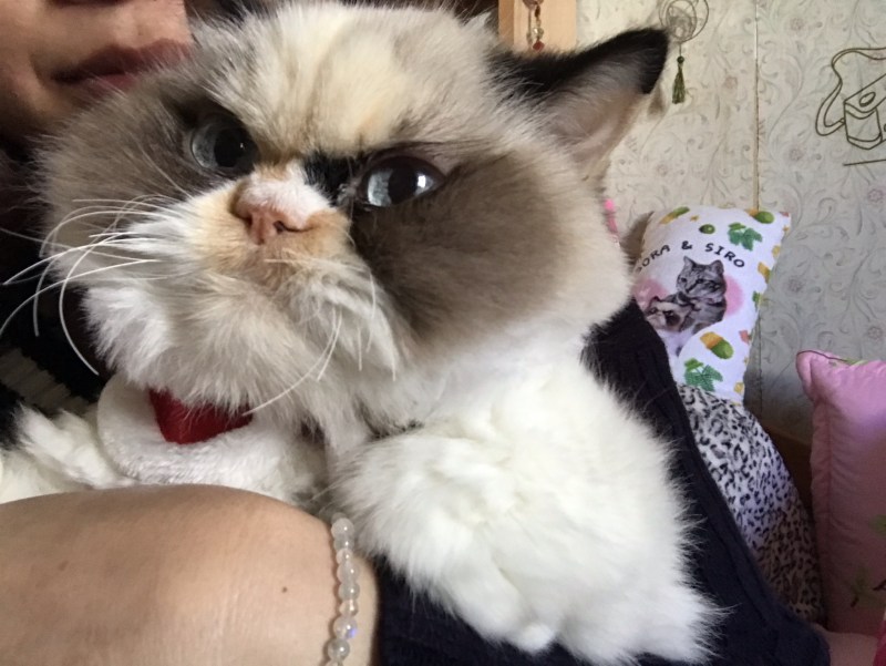 Ворчливый кот