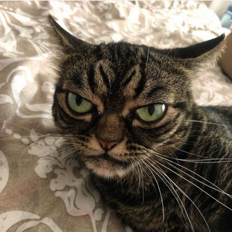 Недовольные морды котов