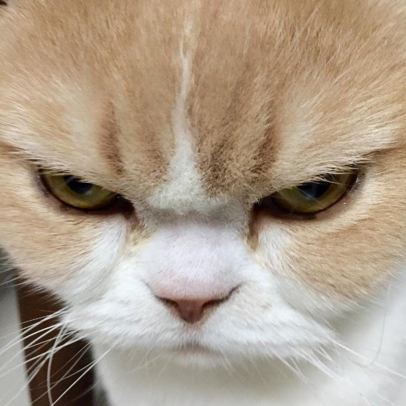Кот злится