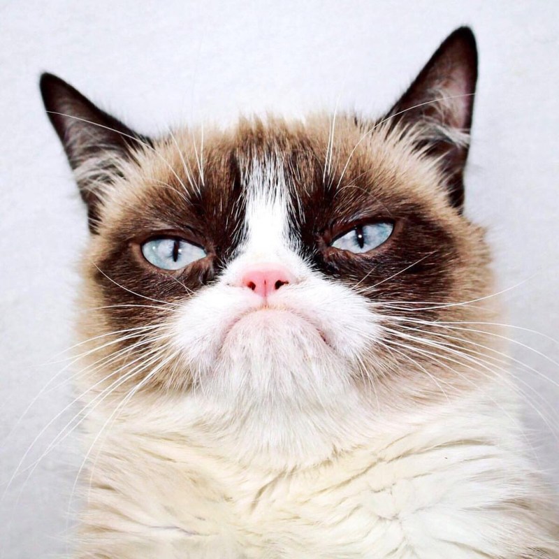 Grumpy Cat (Грампи Кэт).