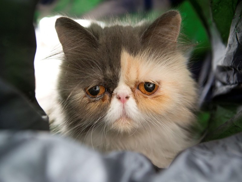 Коты с недовольной мордой