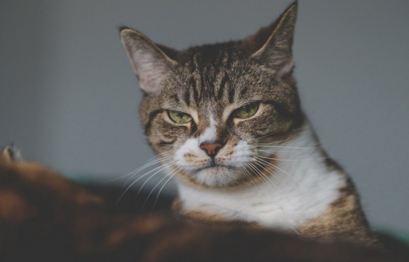 Недовольный котик