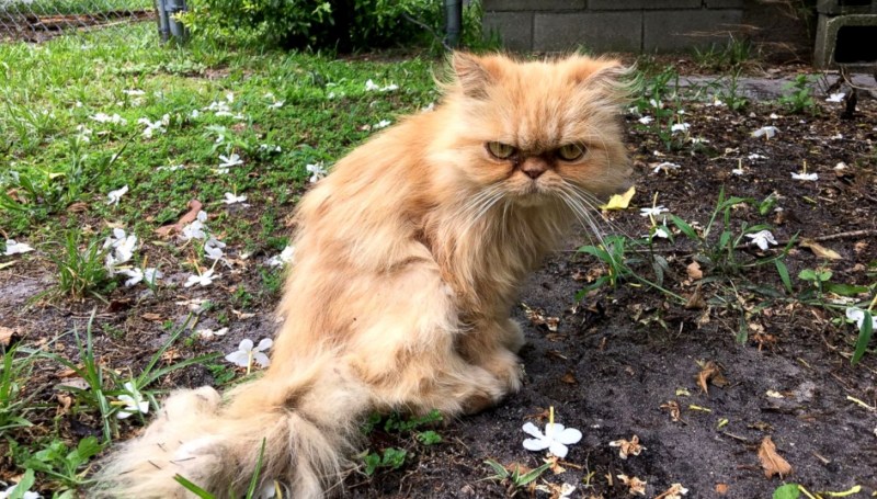 Злой котенок