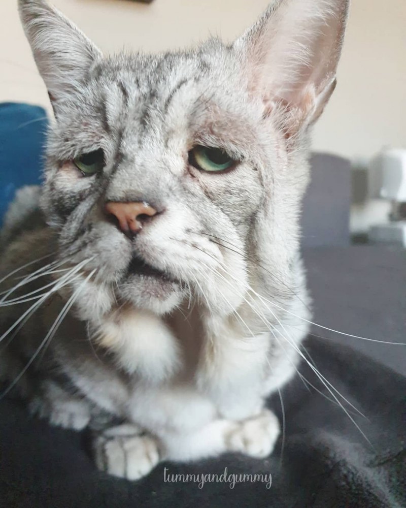 Уродливый кот