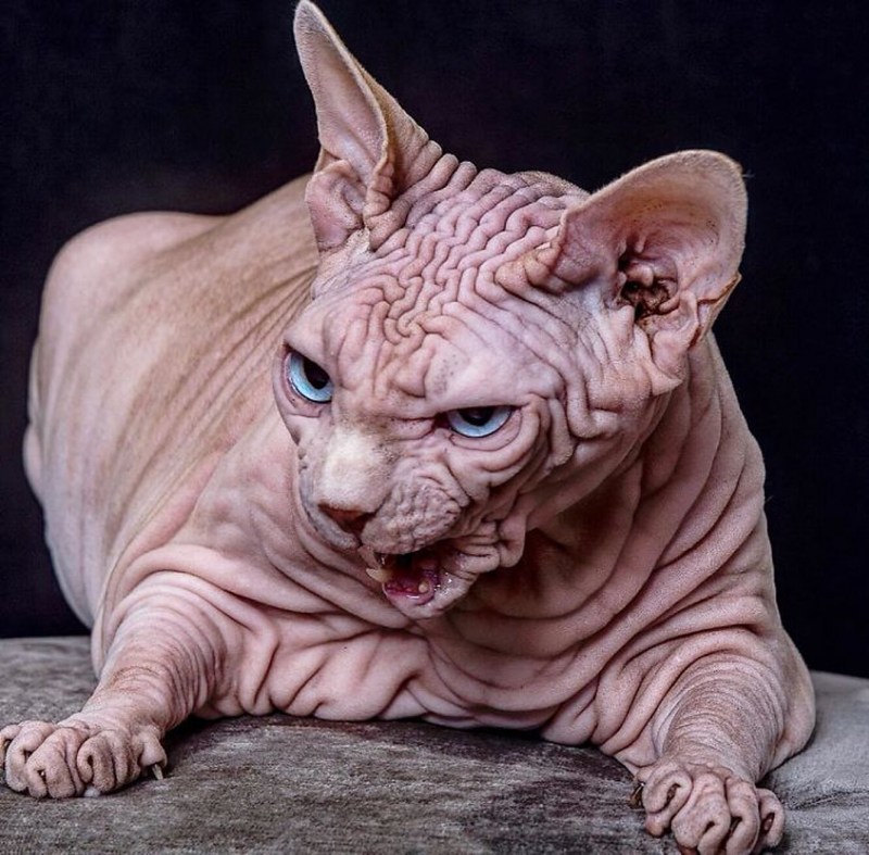Двуликий кот Фрэнк и Луи