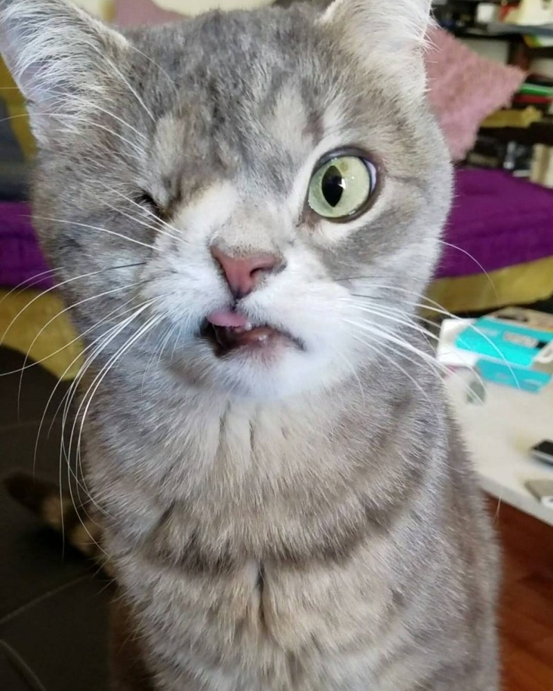 Сфинкс кошка морщинистая