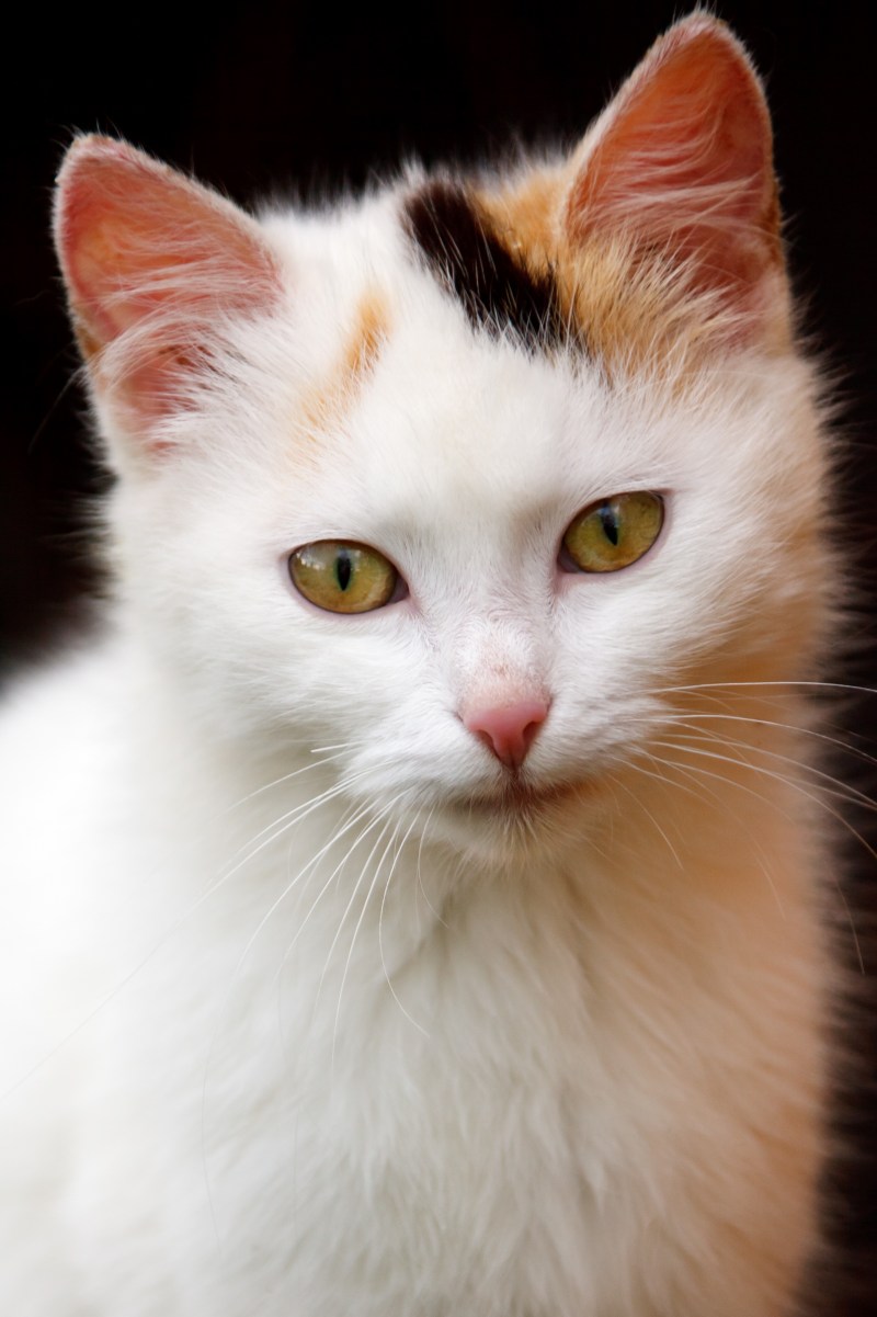 Страшные котики