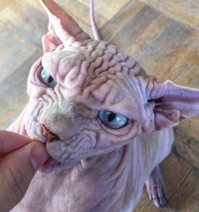 Персидский кот Уилфред