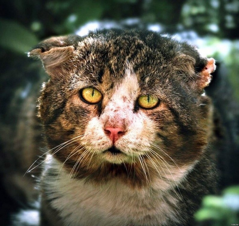 Самый уродливый кот в мире